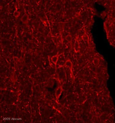 Immunocytochemistry/ Immunofluorescence - Goat Anti-Mouse IgG+IgM H&L (Biotin) preadsorbed (AB47844)