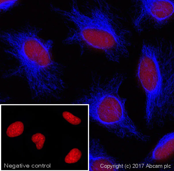 Immunocytochemistry/ Immunofluorescence - Goat Anti-Mouse IgM mu chain (Alexa Fluor® 405) (AB175662)