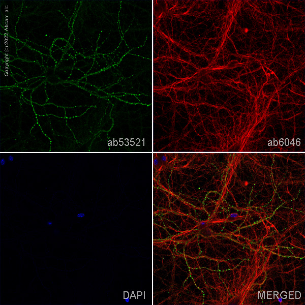 Immunocytochemistry/ Immunofluorescence - Goat Anti-Mouse IgM mu chain (Alexa Fluor® 488) (AB150121), expandable thumbnail