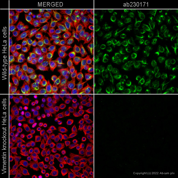 Immunocytochemistry/ Immunofluorescence - Goat Anti-Mouse IgM mu chain (Alexa Fluor® 488) (AB150121), expandable thumbnail