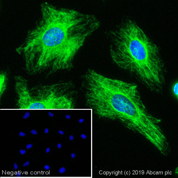 Immunocytochemistry/ Immunofluorescence - Goat Anti-Mouse IgM mu chain (Alexa Fluor® 488) (AB150121)