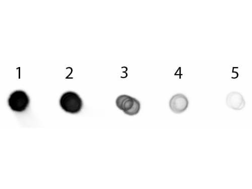 Dot Blot - Goat Anti-Pig IgG H&L (Alkaline Phosphatase) (AB6916), expandable thumbnail