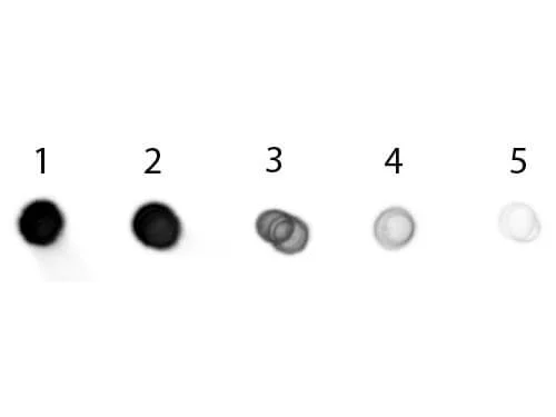 Dot Blot - Goat Anti-Pig IgG H&L (Alkaline Phosphatase) (AB6916)