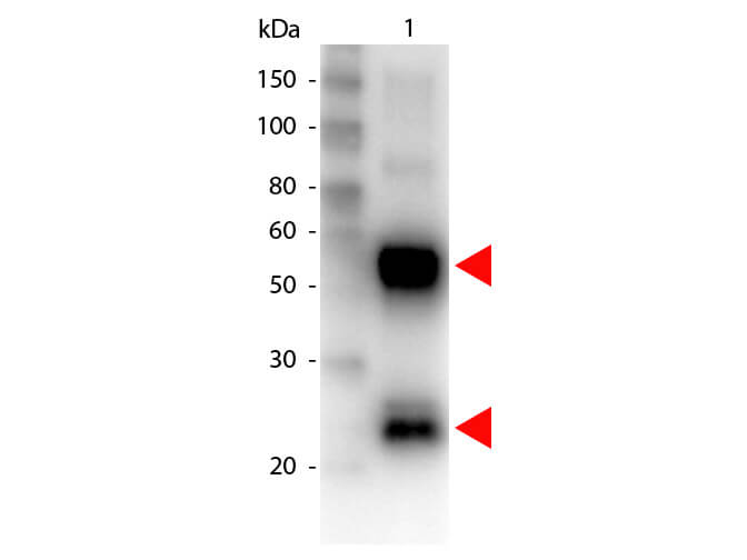 Goat Anti-Pig IgG H&L (Biotin)