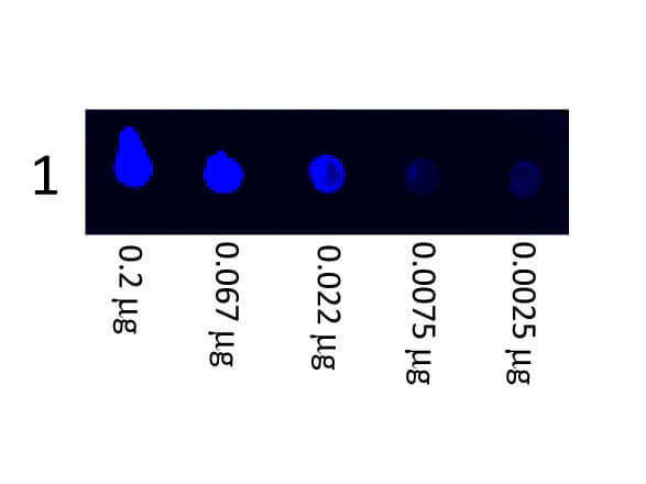 Dot Blot - Goat Anti-Pig IgG H&L (FITC) (AB6911), expandable thumbnail