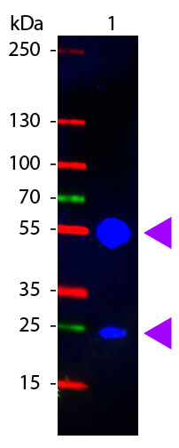 Western blot - Goat Anti-Pig IgG H&L (FITC) (AB6911), expandable thumbnail