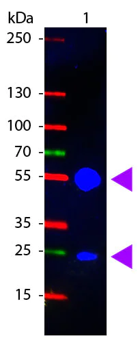 Western blot - Goat Anti-Pig IgG H&L (FITC) (AB6911)