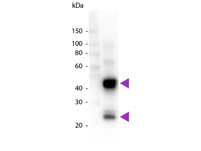 Western blot - Goat Anti-Pig IgG H&L (HRP) (AB6915), expandable thumbnail