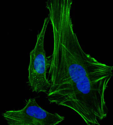 Immunocytochemistry/ Immunofluorescence - Goat Anti-Rabbit IgG Fc (Alexa Fluor® 488) (AB150089)