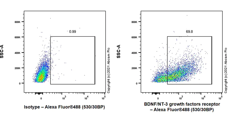 Flow Cytometry (Intracellular) - Goat Anti-Rabbit IgG Fc (Alexa Fluor® 488) preadsorbed (AB150097)