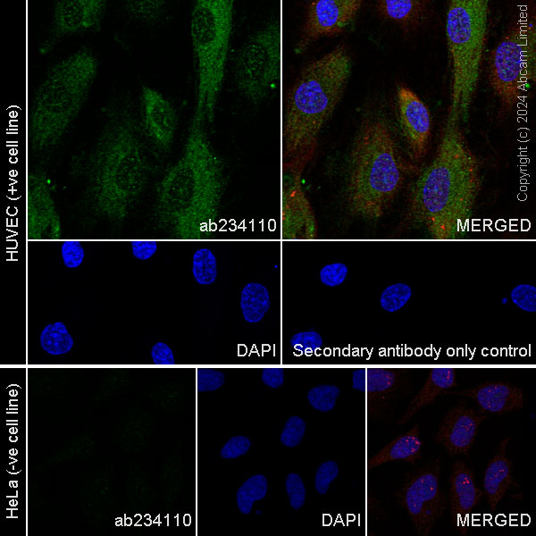 Immunocytochemistry - Goat Anti-Rabbit IgG Fc (Alexa Fluor® 488) preadsorbed (AB150097), expandable thumbnail