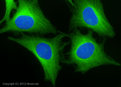 Immunocytochemistry/ Immunofluorescence - Goat Anti-Rabbit IgG Fc (Alexa Fluor® 488) preadsorbed (AB150097), expandable thumbnail