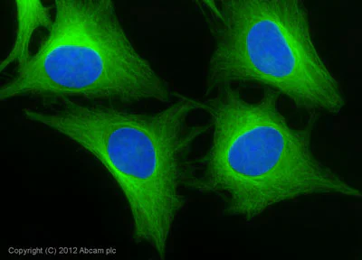 Immunocytochemistry/ Immunofluorescence - Goat Anti-Rabbit IgG Fc (Alexa Fluor® 488) preadsorbed (AB150097)