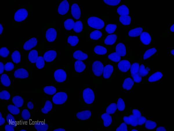 Immunocytochemistry/ Immunofluorescence - Goat Anti-Rabbit IgG Fc (Alexa Fluor® 488) preadsorbed (AB150097), expandable thumbnail