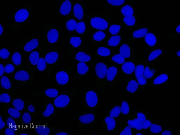 Immunocytochemistry/ Immunofluorescence - Goat Anti-Rabbit IgG Fc (Alexa Fluor® 488) preadsorbed (AB150097)