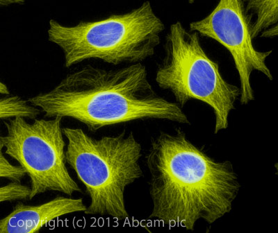 Immunocytochemistry/ Immunofluorescence - Goat Anti-Rabbit IgG Fc (Alexa Fluor® 555) (AB150090), expandable thumbnail