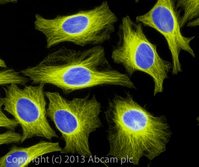 Immunocytochemistry/ Immunofluorescence - Goat Anti-Rabbit IgG Fc (Alexa Fluor® 555) (AB150090)