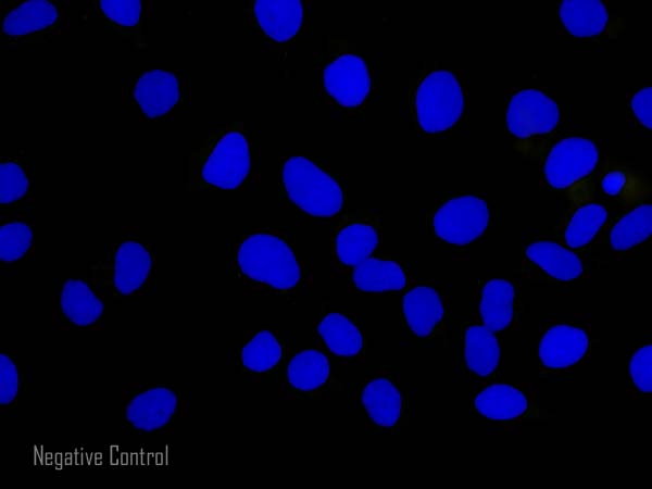 Immunocytochemistry/ Immunofluorescence - Goat Anti-Rabbit IgG Fc (Alexa Fluor® 555) (AB150090), expandable thumbnail