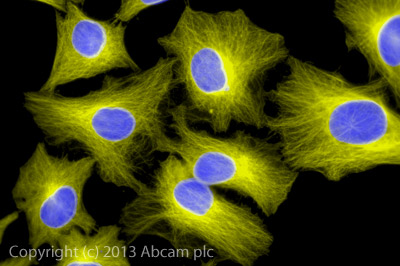 Immunocytochemistry/ Immunofluorescence - Goat Anti-Rabbit IgG Fc (Alexa Fluor® 555) preadsorbed (AB150098), expandable thumbnail