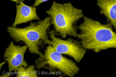Immunocytochemistry/ Immunofluorescence - Goat Anti-Rabbit IgG Fc (Alexa Fluor® 555) preadsorbed (AB150098)