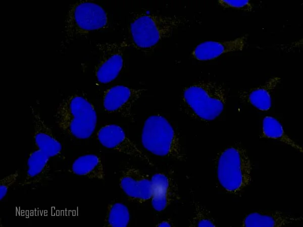 Immunocytochemistry/ Immunofluorescence - Goat Anti-Rabbit IgG Fc (Alexa Fluor® 555) preadsorbed (AB150098)