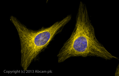 Immunocytochemistry/ Immunofluorescence - Goat Anti-Rabbit IgG Fc (Alexa Fluor® 568) (AB175697), expandable thumbnail