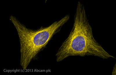 Immunocytochemistry/ Immunofluorescence - Goat Anti-Rabbit IgG Fc (Alexa Fluor® 568) (AB175697)