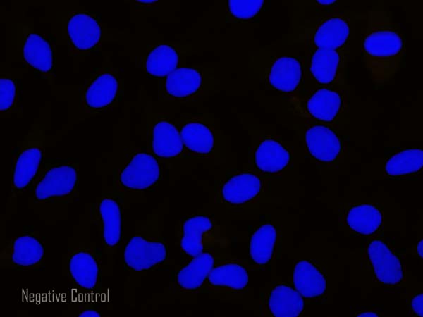 Immunocytochemistry/ Immunofluorescence - Goat Anti-Rabbit IgG Fc (Alexa Fluor® 594) (AB150092), expandable thumbnail