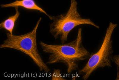 Immunocytochemistry/ Immunofluorescence - Goat Anti-Rabbit IgG Fc (Alexa Fluor® 594) (AB150092)