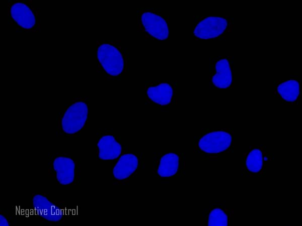 Immunocytochemistry/ Immunofluorescence - Goat Anti-Rabbit IgG Fc (Alexa Fluor® 647) (AB150091), expandable thumbnail