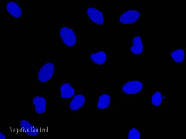 Immunocytochemistry/ Immunofluorescence - Goat Anti-Rabbit IgG Fc (Alexa Fluor® 647) (AB150091)