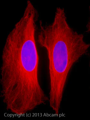 Immunocytochemistry/ Immunofluorescence - Goat Anti-Rabbit IgG Fc (Alexa Fluor® 647) (AB150091)
