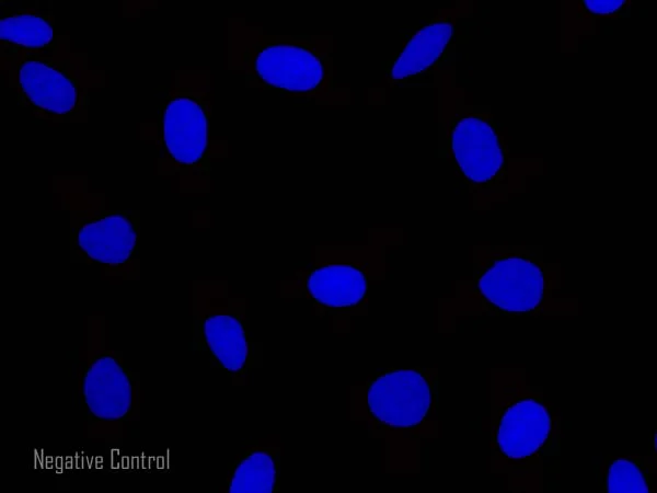 Immunocytochemistry/ Immunofluorescence - Goat Anti-Rabbit IgG Fc (Alexa Fluor® 647) preadsorbed (AB150099)