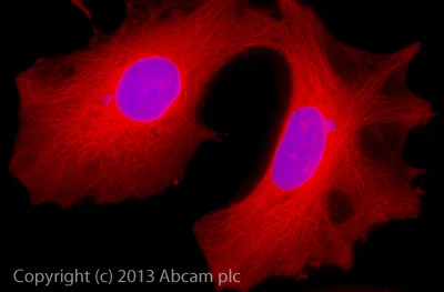 Immunocytochemistry/ Immunofluorescence - Goat Anti-Rabbit IgG Fc (Alexa Fluor® 647) preadsorbed (AB150099)