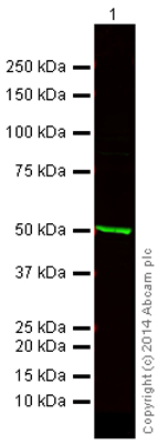 Western blot - Goat Anti-Rabbit IgG Fc (Alexa Fluor® 750) (AB175735), expandable thumbnail