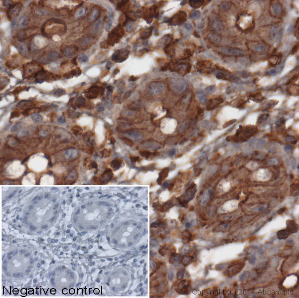 Immunohistochemistry (Formalin/PFA-fixed paraffin-embedded sections) - Goat Anti-Rabbit IgG Fc (HRP) (AB97200)