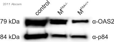 Western blot - Goat Anti-Rabbit IgG Fc (HRP) (AB97200)