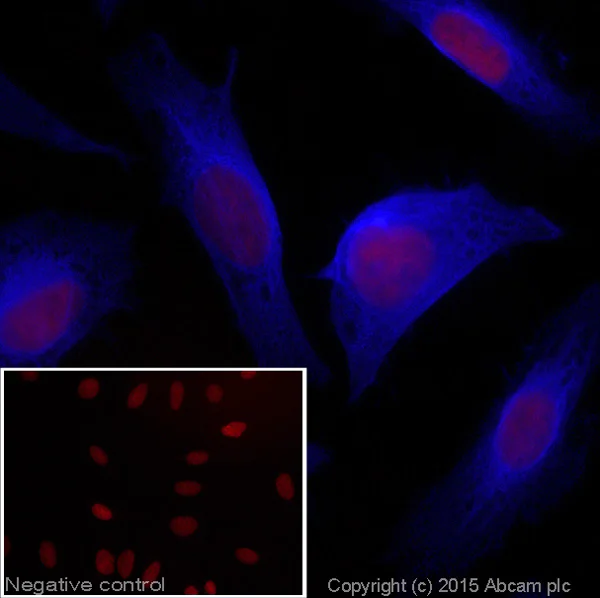 Immunocytochemistry/ Immunofluorescence - Goat Anti-Rabbit IgG H&L (Alexa Fluor® 405) (AB175652)