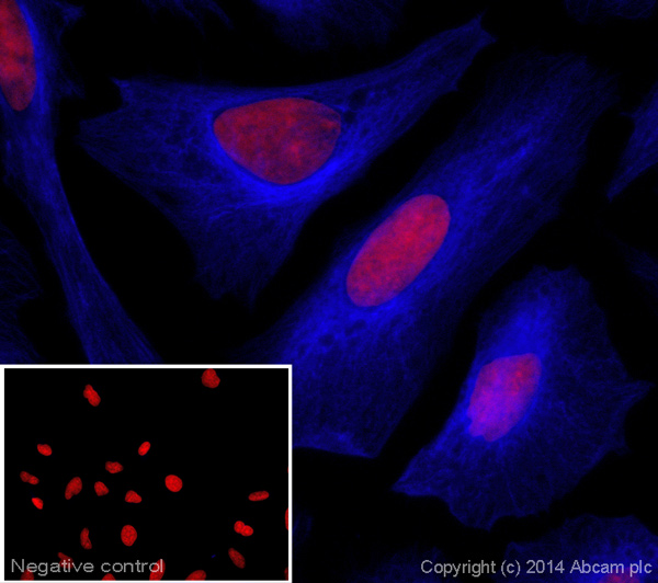 Immunocytochemistry/ Immunofluorescence - Goat Anti-Rabbit IgG H&L (Alexa Fluor® 405) preadsorbed (AB175653), expandable thumbnail