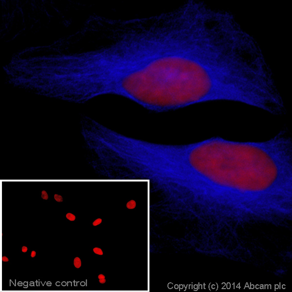 Immunocytochemistry/ Immunofluorescence - Goat Anti-Rabbit IgG H&L (Alexa Fluor® 405) preadsorbed (AB175654), expandable thumbnail