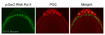 Goat anti-rabbit IgG (Alexa Fluor® 488) secondary antibody