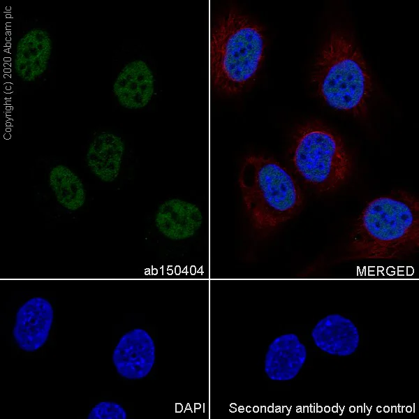 Immunocytochemistry/ Immunofluorescence - Goat Anti-Rabbit IgG H&L (Alexa Fluor® 488) (AB150077)