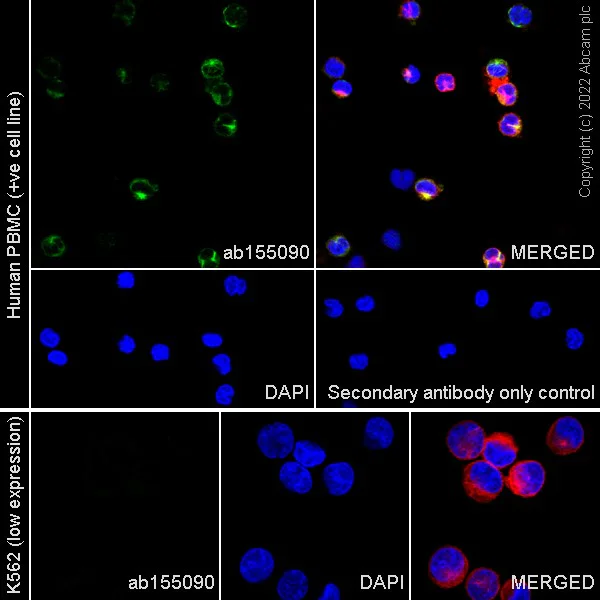 Immunocytochemistry/ Immunofluorescence - Goat Anti-Rabbit IgG H&L (Alexa Fluor® 488) (AB150077)