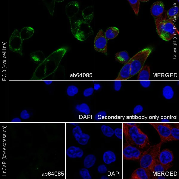 Immunocytochemistry/ Immunofluorescence - Goat Anti-Rabbit IgG H&L (Alexa Fluor® 488) (AB150077)
