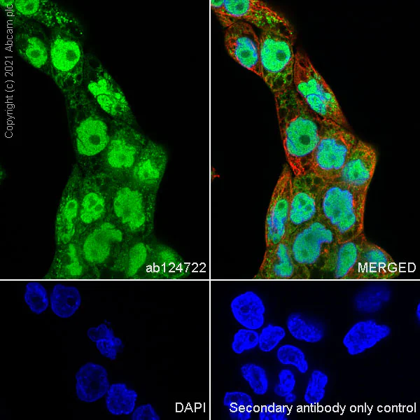 Immunocytochemistry/ Immunofluorescence - Goat Anti-Rabbit IgG H&L (Alexa Fluor® 488) (AB150077)