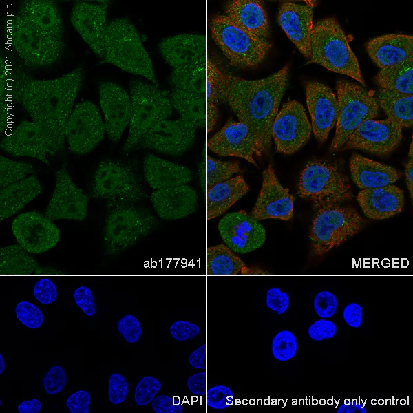 Immunocytochemistry/ Immunofluorescence - Goat Anti-Rabbit IgG H&L (Alexa Fluor® 488) (AB150077)