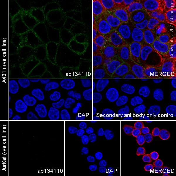 Immunocytochemistry/ Immunofluorescence - Goat Anti-Rabbit IgG H&L (Alexa Fluor® 488) (AB150077)