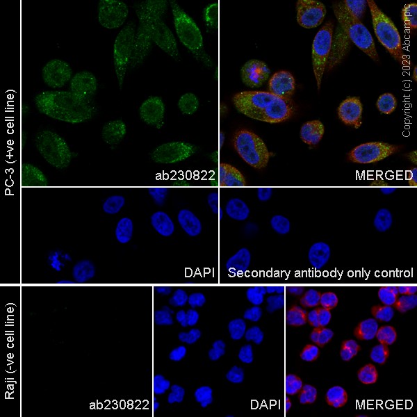 Immunocytochemistry/ Immunofluorescence - Goat Anti-Rabbit IgG H&L (Alexa Fluor® 488) (ab150077), expandable thumbnail