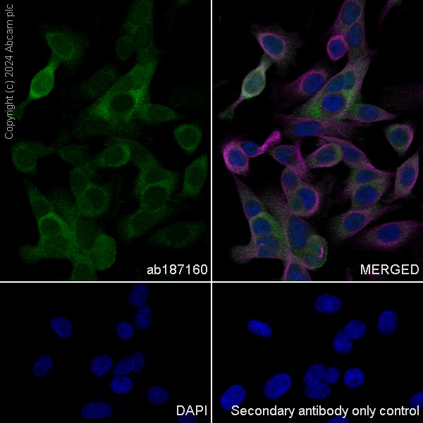 Immunocytochemistry/ Immunofluorescence - Goat Anti-Rabbit IgG H&L (Alexa Fluor® 488) (ab150077), expandable thumbnail