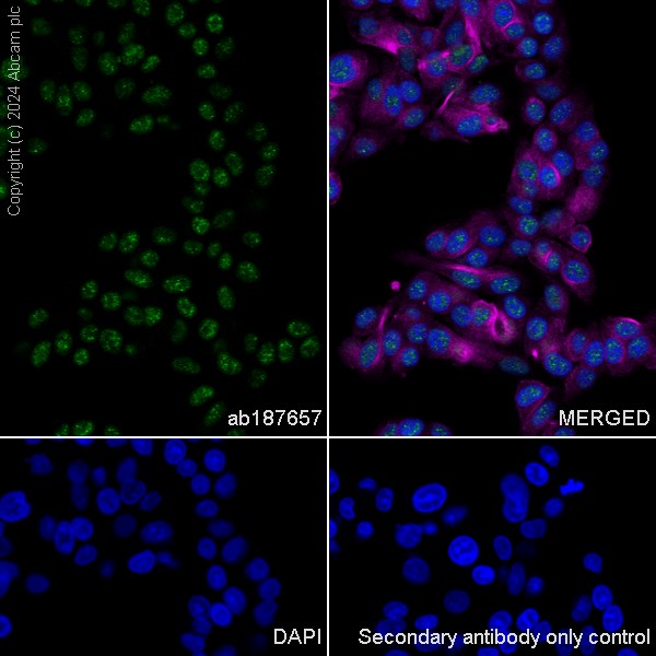 Immunocytochemistry/ Immunofluorescence - Goat Anti-Rabbit IgG H&L (Alexa Fluor® 488) (ab150077), expandable thumbnail
